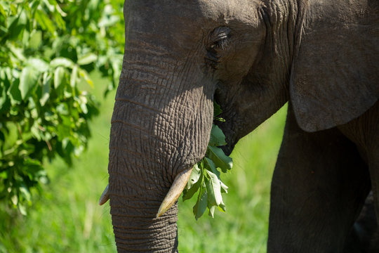 Close up of elephant eating leaves with temporal gland secretions