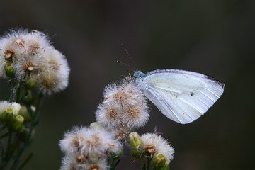 A small cabbage white butterfly male (Pieris rapae)