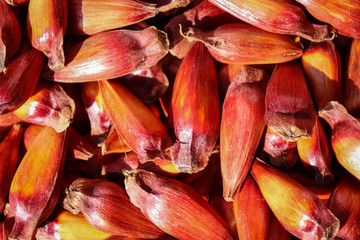 Frutas e legumes na feira