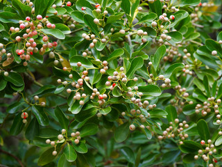 Green leaves with fine-toothed margins und pink small capsules with orange to red seeds of Japanese spindle tree (Euonymus japonicus)