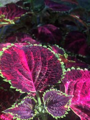 Pink leaves morning view.