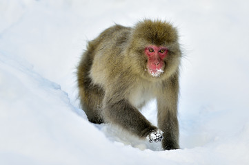 Snow monkey on the snow. Winter season.  The Japanese macaque ( Scientific name: Macaca fuscata), also known as the snow monkey.