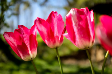 row of three pink tulip flowers