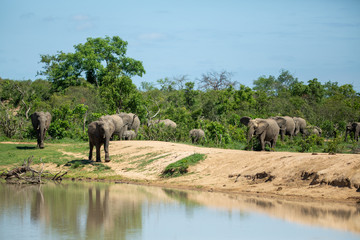 Fototapeta na wymiar A large herd of elephant coming down to drink water as well as for a swim