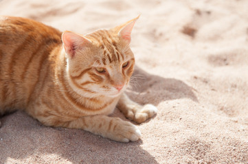 Beautiful ginger fluffy cat sitting on a sand