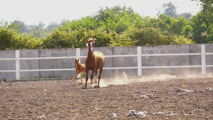 beautiful brown horse and her foal running in manege in slow-motion two horses running across the manege in sunny day on dirt track