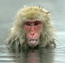 Snow monkey in natural hot spring. The Japanese macaque ( Scientific name: Macaca fuscata), also...
