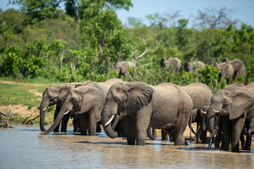 Fototapeta na wymiar A large herd of elephant coming down to drink water as well as for a swim
