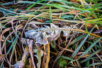 frozen green grass one