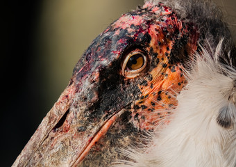 Marabou stork close up at Queen Elizabeth National Park, Uganda. Wildlife of Africa. 