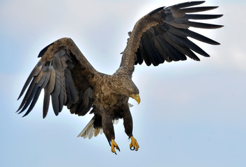 Adult White-tailed eagle in flight. Blue sky background. Scientific name: Haliaeetus albicilla, also known as the ern, erne, gray eagle, Eurasian sea eagle and white-tailed sea-eagle.