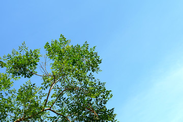 Obraz premium Background image of large twigs, beautiful green leaves and dark blue sky on a sunny day