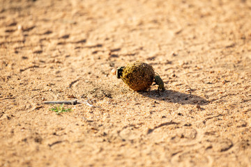 Dung beetles on a ball of dung rolling it down the road