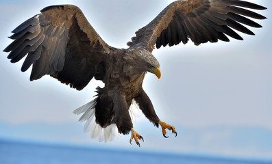 White-tailed eagle in flight, fishing. Adult white-tailed eagle, Scientific name: Haliaeetus albicilla, also known as the ern, erne, gray eagle, Eurasian sea eagle and white-tailed sea-eagle.