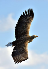 Adult White-tailed eagle in flight. Blue sky background. Scientific name: Haliaeetus albicilla, also known as the ern, erne, gray eagle, Eurasian sea eagle and white-tailed sea-eagle.