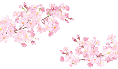 552 646 Tree Branch Flower Petals Wall Murals Canvas Prints Stickers Wallsheaven