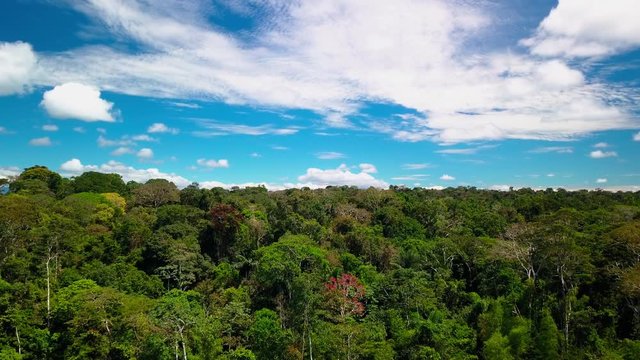 Drone Amazon Jungle