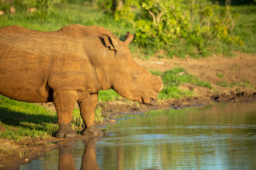 Dehorned Rhino bull drinking water