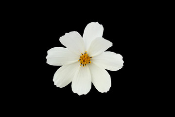 Blooming cosmea flower, white cosmos with yellow pollen isolated on black background