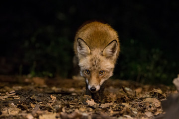 Fox coming straight ahead with a cautious attitude.