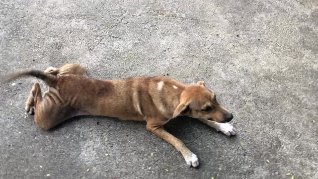 Enjoy Thai dog is playing and laying on dirty cement ground floor by itself. Happy & Playful Purebred Play on the Ground.