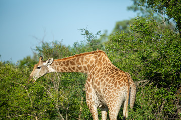 Journey of Giraffe feeding
