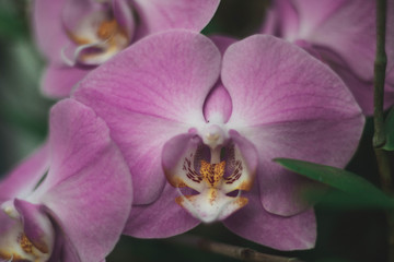 pink flower.