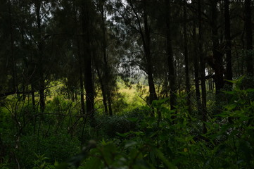 Hamparan Sabana didominasi oleh rumput kering dan beberapa pohon yang menyebar luas dengan latar belakang gunung dan ngarai.