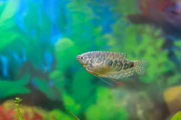 Obraz na płótnie Canvas Blue gourami - aquarium fish in a home decorative aquarium