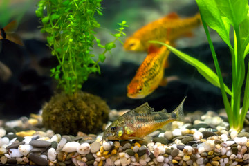 Obraz na płótnie Canvas Aquarium fish catfish Corydoras - mustachioed speckled catfish