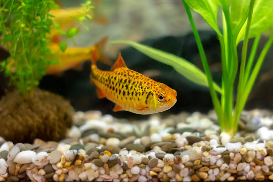 golden barb (schuberti barb, puntius semifasciolatus) in a home aquarium