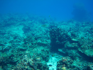 diver and coral reef