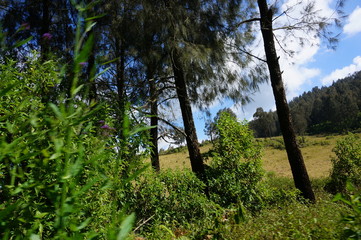Fototapeta premium The expanse of the savanna is dominated by dry grass and several trees that spread widely against the background of mountains and canyons.
