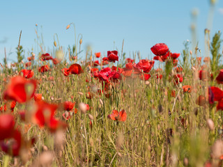 red flowers on field in summer