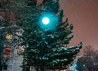 Christmas trees in the snow in the evenings in winter.