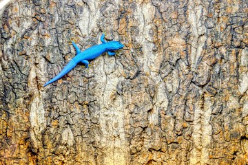 Blue lizard on a trunk