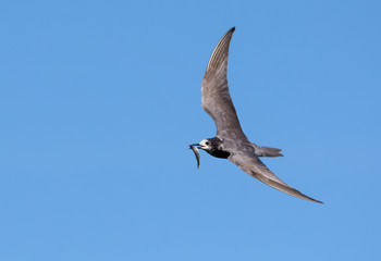 Fototapeta na wymiar Black tern (Chlidonias niger) flying in blue sky with small fish catch in beak for young nestlings