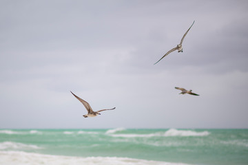 Laughing Gulls in Flight Over colorful blue Ocean during cloudy day in Varadero, Cuba