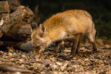Red fox looking for food.