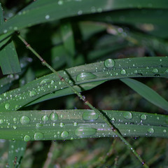 gotas de agua sobre hojas verdes y fondo oscuro