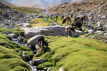 Animals in mountains of Ishkashim, Afghanistan
