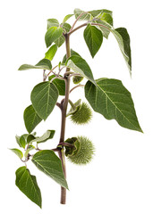 Branch with datura fruit, spiny capsule with seeds, jimsonweed, dope, stramonium, thorn-apple, devil's weed, hell's bells, isolated on white background