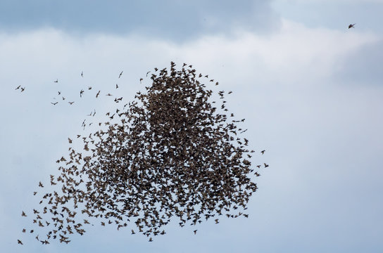 Bird of prey sparrowhawk in dive attack on big and dense flock of starlings in air