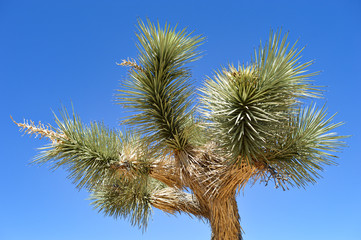 Fototapeta na wymiar Yucca plant in Joshua tree national park