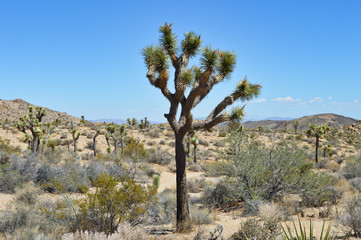 Extraordinary stone formations and yucca in nature in the Joshua tree National park, California
