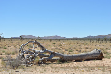Dead trees, yucca plants and desert in Joshua tree national park, California