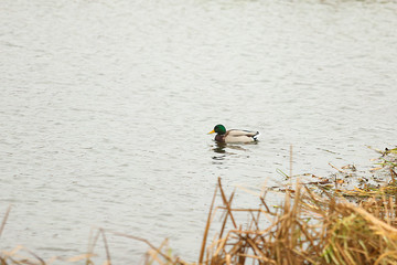 floating ducks in the canal