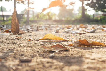 Dry autumn leaves orange and brown colors Close-up of dried leaf background in december