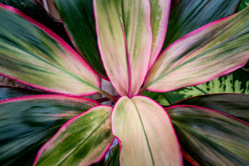 Green leaves pattern background. beautiful leaves background.