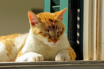 Gato Theo IMG_0702